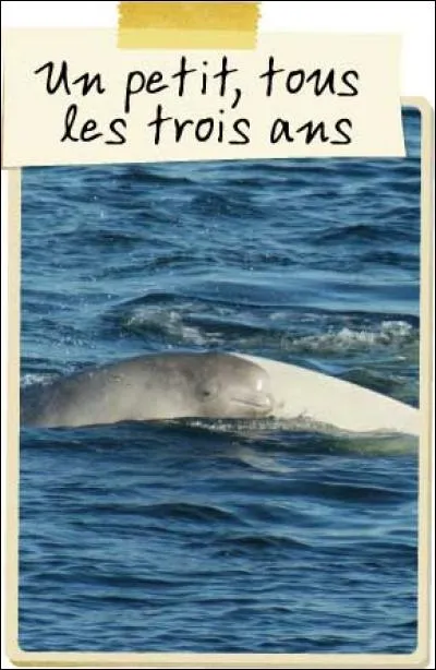 Bon, c'est bien beau tout cela et la maman n'a qu'a faire des petits avec papa ! Mais malheureusement, une maman béluga n'a un bébé...