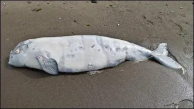 L'automne dernier, (2015) le Comité sur la situation des espèces en péril du Canada (COSEPAC) a désigné le béluga comme une espèce ...