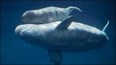 Quel effet a le PBDE sur les bélugas ?