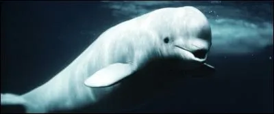 Qu'est-ce qu'elle fait d'autre cette sale PBDE sur les bélugas ?