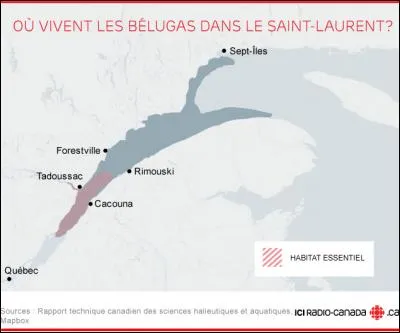 Mais où vit donc cette merveille dans le St-Laurent ? (agrandissez et regardez la carte)