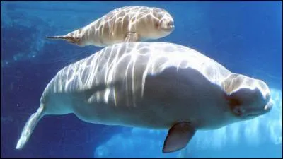 Un béluga vit normalement entre 80 et 90 ans, pendant cette période, la mère...