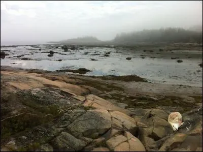 Une trentaine de nouveau-nés sont morts depuis 5 ans et selon Robert Michaud la mort des nouveau-nés pourrait accélérer le déclin de l'espèce. Sur les 14 carcasses retrouvées en 2015 : 4 étaient des nouveau-nés, 3 femelles étaient mortes en couche et une a été définie comme...