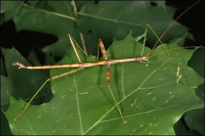 Quel insecte fait penser à une branche ?