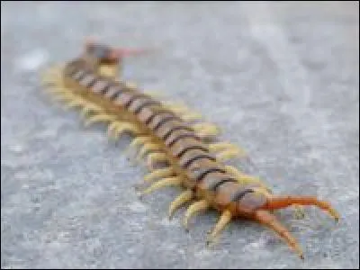 Combien de pattes à le mille-pattes ?