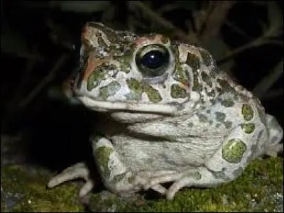 Comment s'appelle le bébé du crapaud ?
