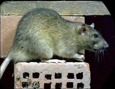 Quel est l'autre nom du rat d'égout ?