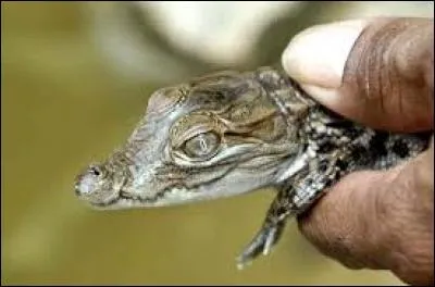 De quel animal est-il le petit ?