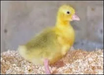 De quel animal est-il le petit ?