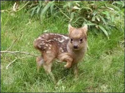 De quel animal est-il le petit ?