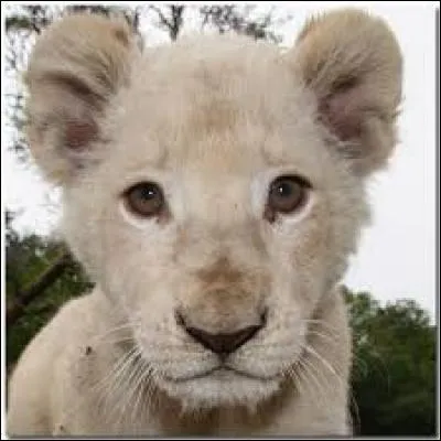 De quel animal est-il le petit ?