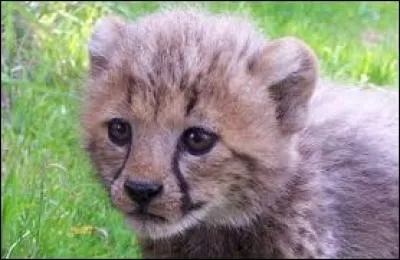 De quel animal est-il le petit ?