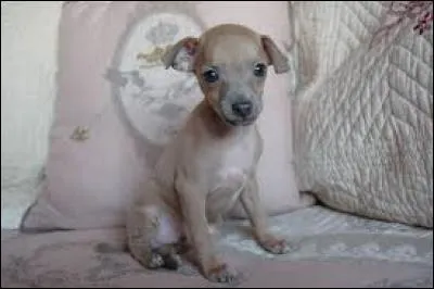 De quel animal est-il le petit ?