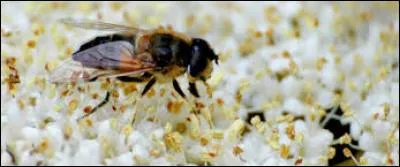 De quel animal est-il le petit ?