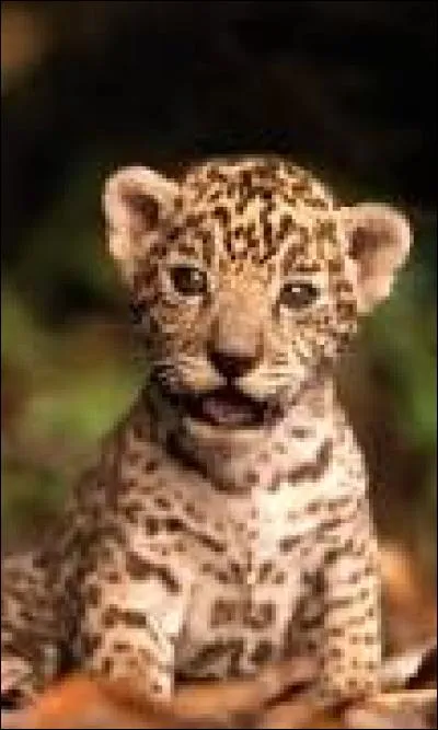 De quel animal est-il le petit ?