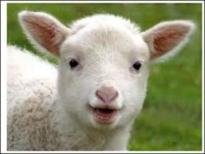 De quel animal est-il le petit ?