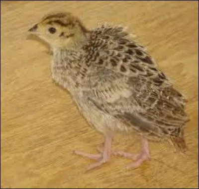 De quel animal est-il le petit ?