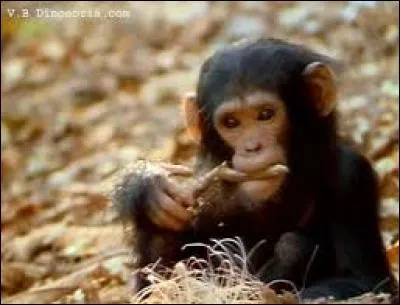 De quel animal est-il le petit ?