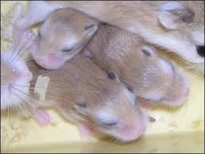 De quel animal sont-ils les petits ?