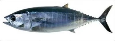 De quel animal est-il le petit ?