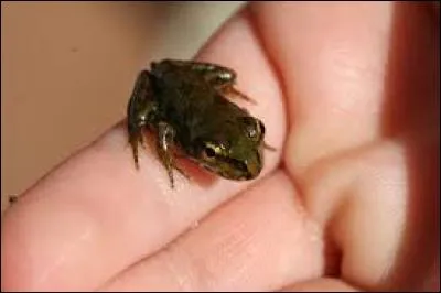 De quel animal est-il le petit ?