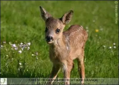 De quel animal est-il le petit ?