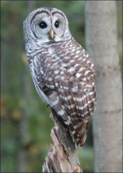 Avec qui vit Hortense, une chouette qui s'est échappée de la Pension ?