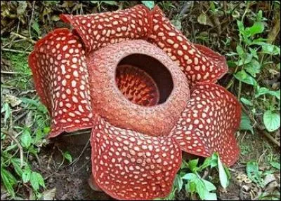 Quelle plante bizarre ! Mais trouveras-tu son nom ?