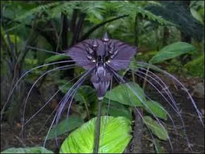 Cette plante a la particularité de ne pas faire de fleurs mais de très longues tiges qui peuvent atteindre plusieurs mètres. Quelle est-elle ?