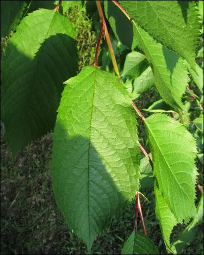 De quel arbre provient cette feuille ?