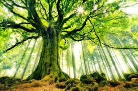 Quiz Arbres