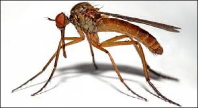 Le moustique est connu pour transmettre un grand nombre de maladies à l'Homme.
Laquelle de ces maladies n'est pas transmise par le moustique ?