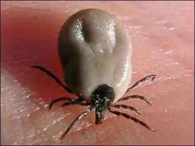 Quand on a prévu de faire une randonnée dans les sous-bois, il faut éviter de vous faire piquer par une tique. Cette dernière peut vous transmettre la maladie de Lyme.
Quel organe est classiquement touché dans cette maladie ?