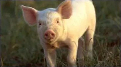 Tout n'est pas forcément bon dans le cochon, le porcin peut nous transmettre des maladies. C'est par exemple l'un des animaux pouvant provoquer la maladie du ver solitaire.
Comment faire pour attraper le ver solitaire à partir d'un cochon contaminé ?