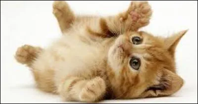 Même si les chats sont mignons, il est souvent recommandé aux femmes enceintes d'éviter leur litière. Et pour cause, une des maladies que le chat nous transmet peut aussi affecter le ftus.
Quelle est cette maladie ?