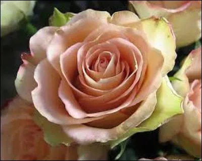 Quand a-t-on commencé à utiliser la rose en parfumerie ?