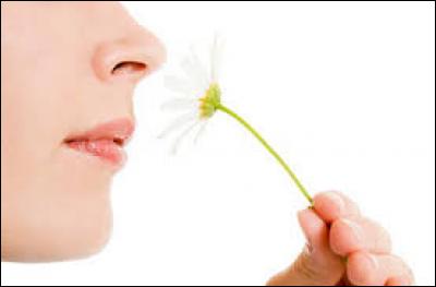 Quel organe permet à l'homme de distinguer les odeurs ?