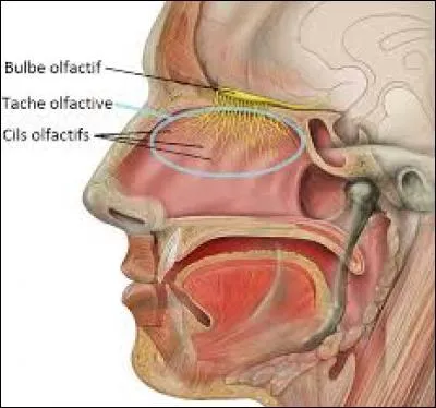 Lequel de ces groupes nominaux désigne le tissu spécialisé dans l'odorat, à l'intérieur des fosses nasales ?