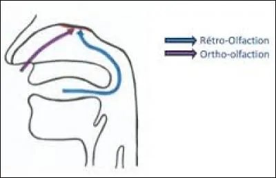 On peut percevoir certains arômes par une voie que vous devez trouver. Ils viennent de la bouche et remontent durant l'expiration.