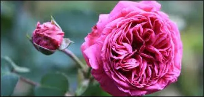 Laquelle de ces substances végétales est exploitée à l'état brut ?