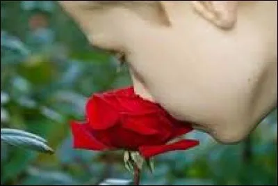 Combien de tonnes de roses faut-il pour produire un seul kilogramme de parfum ?