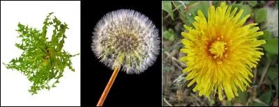 Si vous trouvez une « dent-de-lion », ne vous inquiétez pas, le fauve n'est pas là ! 
Qu'est-ce qu'une « dent-de-lion » ?