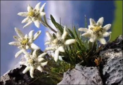 On connaît les appellations, reine des neiges, étoile d'argent, données à l'edelweiss, mais quel autre nom porte-t-il aussi ?