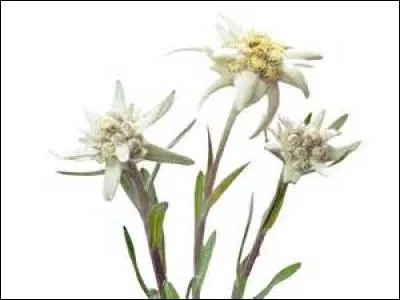 J'espère que la bonne étoile vous aura tous guidés. Selon une des nombreuses légendes et symboliques liées à l'edelweiss, que représente également cette fleur ?