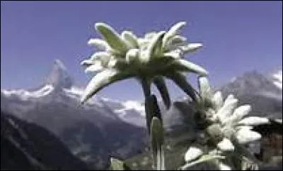 L'edelweiss est un mot de genre masculin.