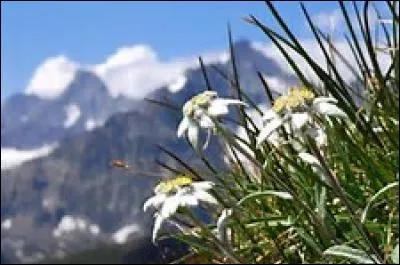 Y a-t-il des edelweiss autres que de couleur blanche ?