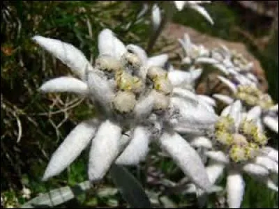 Quelle est la caractéristique des feuilles et des fleurs ?