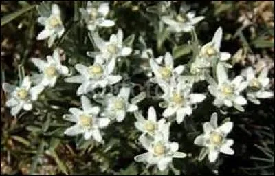 Quel est le biotope européen dans lequel l'edelweiss s'épanouit ?