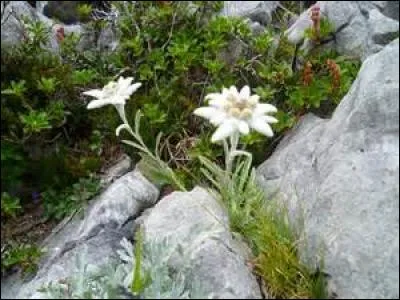 Où les trouverez-vous et pourrez les admirer en Europe ?