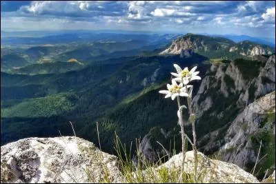 L'edelweiss est-il seulement originaire d'Europe ?